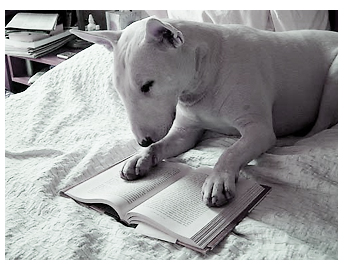 読書犬